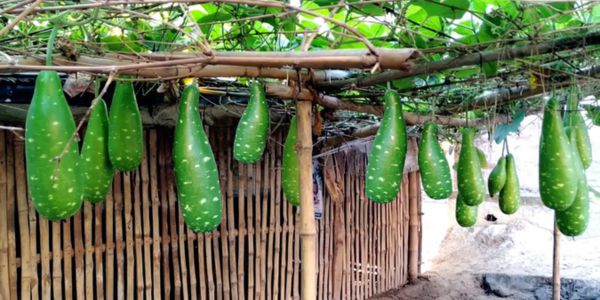 শীতকালীন লাউ চাষের সহজ পদ্ধতি